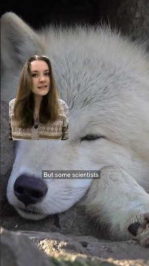 Did Wolves Fix Yellowstone’s Ecosystem?