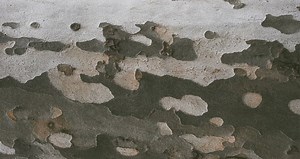 Advice to Those Thinking About Joining the Military