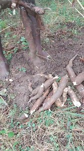 45K views · 2.5K reactions | Men travay yon vrè konbatan transforme pawòl an reyalite Pye nan labou tèt nan inivèsite | Taskafe | Facebook