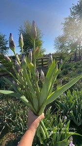 5.6K views · 56 reactions | The Iris are arriving and so are the...