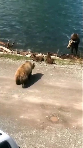 Bear attack on baby moose😯😯 | Grizzly bear vs moose | Grizzly bear kill moose