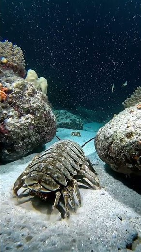 Strange Creatures Found in the Deep Sea | Part 2