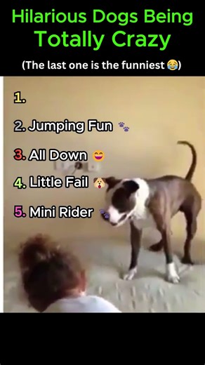 Hilarious Dogs Going Totally CRAZY 😂🐶 | Funny Dog Compilation #shorts