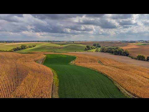 Cornfield in Iowa