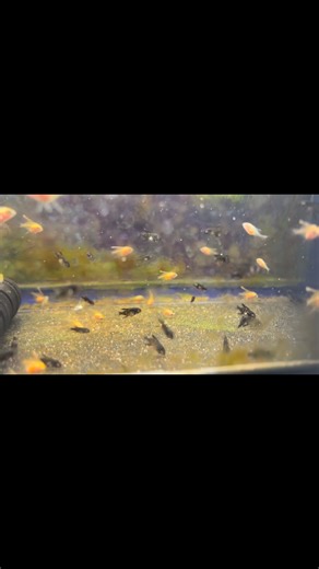 3 week old black angelfish fry. A new line of blacks and the fry are 50% black and others 50% gold. Which the 1st blacks were developed from the gold line. | The Fish Guy