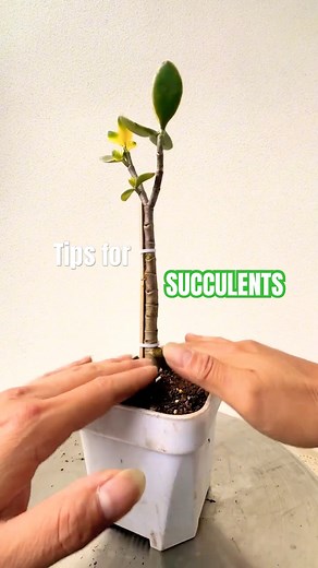 Prune Your Jade Plant for THICK, Bushy Growth!