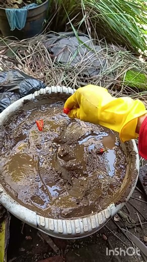 bibit cabe model kuno 2 #satisfying #garden