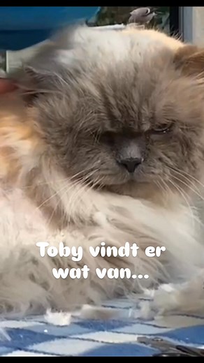 *** VOL GOEDE MOED *** Het verhaal van Toby, dit schrijft de eigenaresse over hem: "Vorig jaar is Toby 2 x onder narcose geschoren. En dat is inmiddels wéér nodig. Hij was toen écht weer een blije kat geworden, maar goed kammen bleef ondoenlijk. Alleen snel de haren op de rug en een stukje kraag, voordat je een haal krijgt." Samen met de eigenaren heb ik de optie voor Bonqat of gabapentine besproken, een stress- en angstverlagend medicijn. Het vervolg: "Vandaag heeft Toby een consult bij de dier
