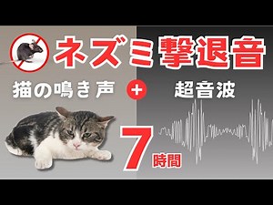 ネズミ撃退音(7時間)。猫の鳴き声と超音波。ネズミが嫌がる音をダブル再生