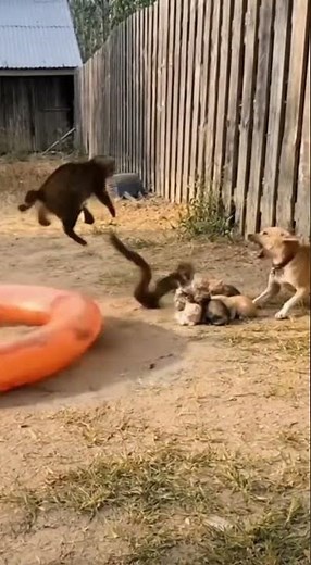 Fierce Mother Cat Scares Off Cobra And Stuns Big Dog In Backyard