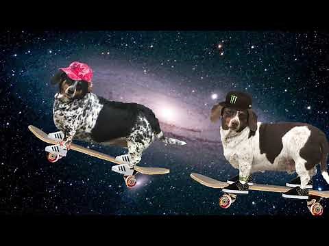 Wiener Dog Song!
