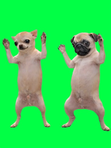 This CapCut template features two dogs dancing together to It Can't Be Just Here by Martín Sarrafiore Souza, vibing like two best friends who showed up just to enjoy the moment. The simple synchronized dance and chill energy turn the clip into a wholesome meme edit that instantly adds feel-good reaction vibes to any video. Use this CapCut template as a green screen dance reaction over clips where two people are clearly on the same wavelength, celebrating together, or just vibing through the chao