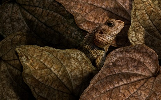 The Strangest Survival Tricks in the Animal Kingdom - Discovery UK