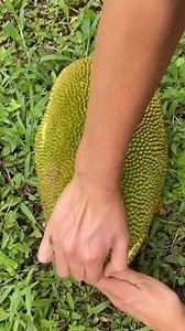 1.6M views · 15K reactions | How to grow jackfruit plant at home #reels #instagram | The Planto Facts | Facebook