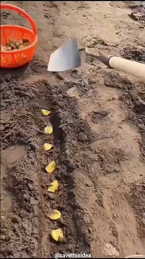 A simple trenching tool trick that makes covering planting rows faster and easy. 🌱