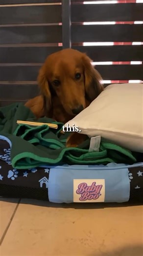 "Moments our dogs are priceless. Giving them the best care means a comfy bed at night Baby Boo Pet Bed" -Scout and Nugget | Baby Boo