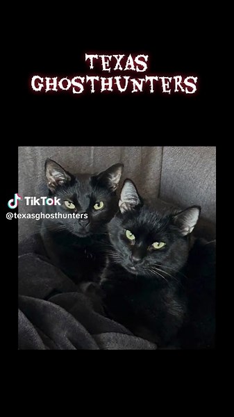 Black cats and ghosts oh my! #cat #cats #catsoftiktok #scary #ghost #paranormal #trending #viral #viralvideo #horror #fyp #foryoupage #horrortok #tiktokhalloweencontest #new #creepy #1 #spooky #pet #jin