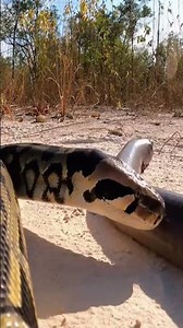 Python vs electric eel 😦🐍 #wildlife #animals