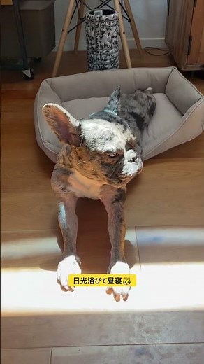 日光浴びて昼寝したいフレブル🐯#フレンチブルドッグ #フレンチブルドッグ #フレンチブルドッグブルーマールfrenchbulldog #cute
