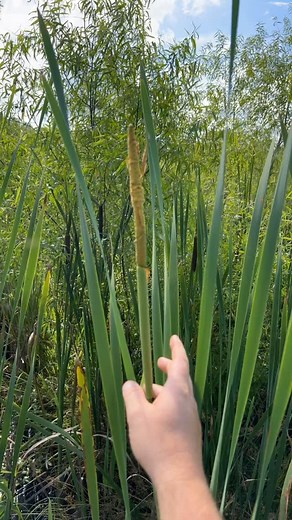 If you’ve every walked through a cattail swamp and came out yellow then you might have different feelings about this! #nativehabitatproject #conservation #wetland #cattails #pollen | Native Habitat Project