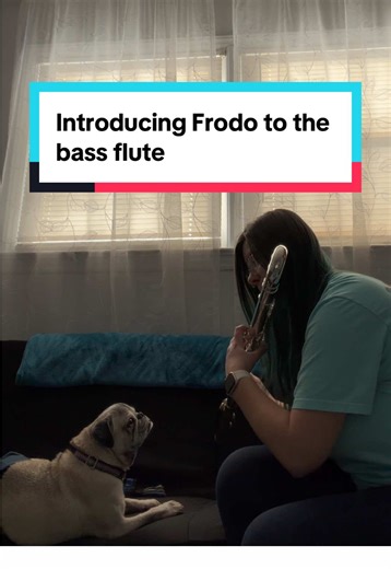 Frodo tried to mark my bass flute case earlier today 😳 we had a discussion about that (he REFUSES to use the potty in the snow) and I decided it was time to meet the bass flute. So far, this appears to be his favorite. He’s a bass flute meditation kind of guy. Me too, Frodo. Me too 💕🐾 #frodo #pug #flute #bassflute #meditation