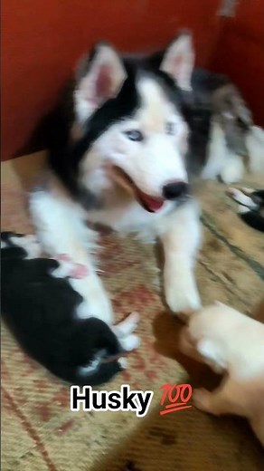 Black And White Healthy Husky Puppies Are Available 💯🔝 #husky #dogs #shorts #youtube #reels
