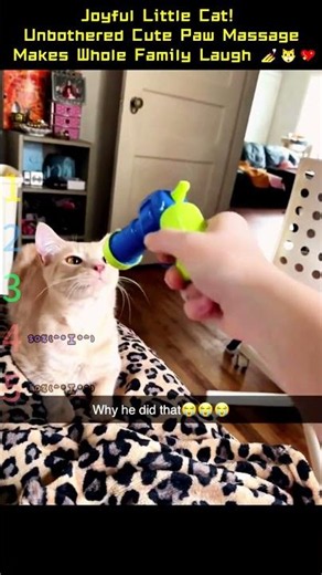 Joyful Little Cat! Unbothered Cute Paw Massage Makes Whole Family Laugh 💅🐱💖 #cat #petsunited #cats