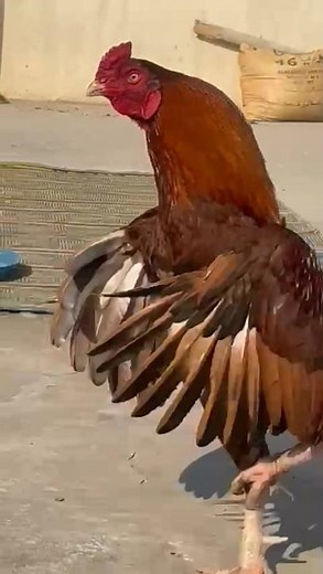 Powerful Aseel Rooster | Full Fighter Bloodline 🐓💥