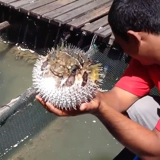 Space | Science | Universe 🚀 on Instagram: "This Puffer Fish is getting angry! 🐡 When pufferfish get threatened, they turn themselves into a virtually inedible ball several times their normal size by quickly ingesting huge amounts of water and even air. A pufferfish contains a toxin 1,200 times more poisonous than cyanide, and there is enough toxin in one pufferfish to kill 30 adult humans. Please don’t hurt animals like this, they feel pain too 😔 Follow @science.addicts for more 🚀 Follow @s