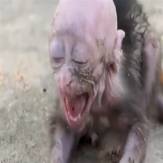I'm cry..i call you mama..! where are you..? little baby asking the love from mother heart #monkeys #babycry #newbornbaby #monkeygivebirth | Avata Monkey II