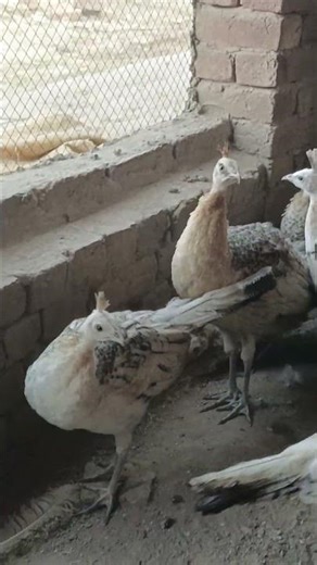 6 month old peacock chicks video | peacock farming in Pakistan | peafowl peacock video
