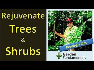 Rejuvenation Pruning (renewal) 🌳🌲🌺 More blooms on overgrown shrubs