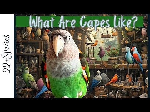 What Are Cape Parrots Like As Pets? | #parrot_bliss #bird #parrot