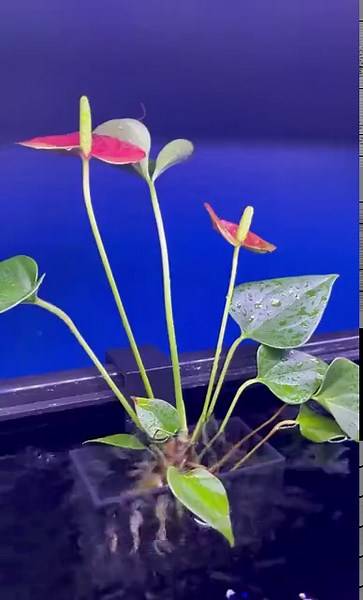 Aquarium Plant Basket | Adjustable Height - Etsy