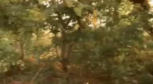 Стас Михайлов - Гори, гори моя звезда