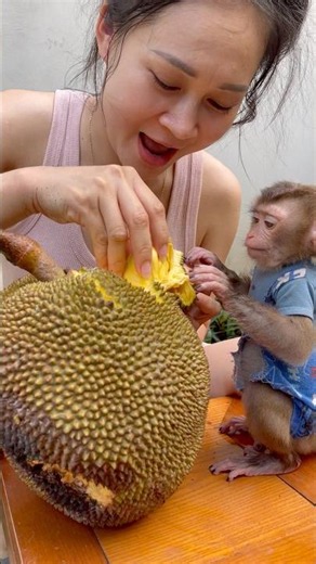 Susu was very happy because the jackfruit had ripened.😋😋😋