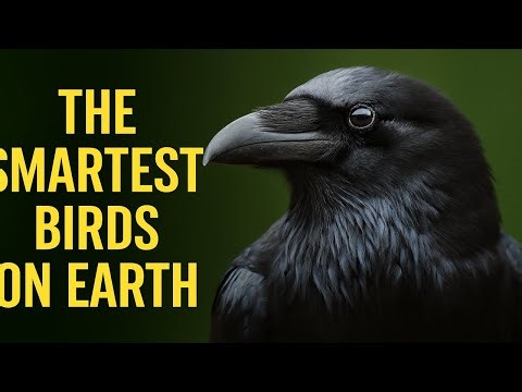 The Smartest Birds on Earth — Incredible Intelligence in Nature (4K)