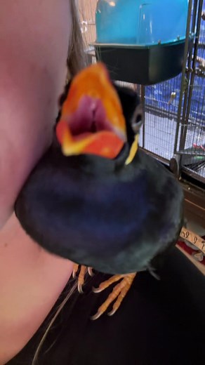 Talking Bird Trend: Argyle the Indian Hill Mynah