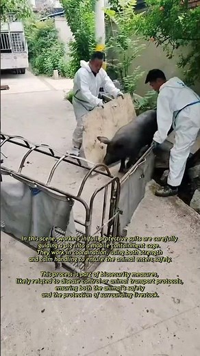 Safe Transport of Pigs #pigfarming #farmer #farming