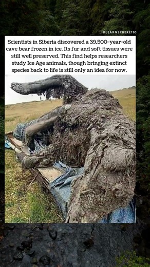 Frozen in Time: 39,500-Year-Old Cave Bear ❄️🦴