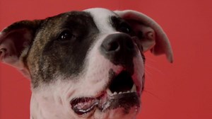 46K views · 129 reactions | We partnered with Sydney Dogs and Cats Home and created adorable Pawtraits of some of their most overlooked lodgers, to help find these special animals a new forever home. Want to get involved and help these very good boys and girls? Find out how here #AdobePawtraits  | Adobe Creative Cloud | Facebook