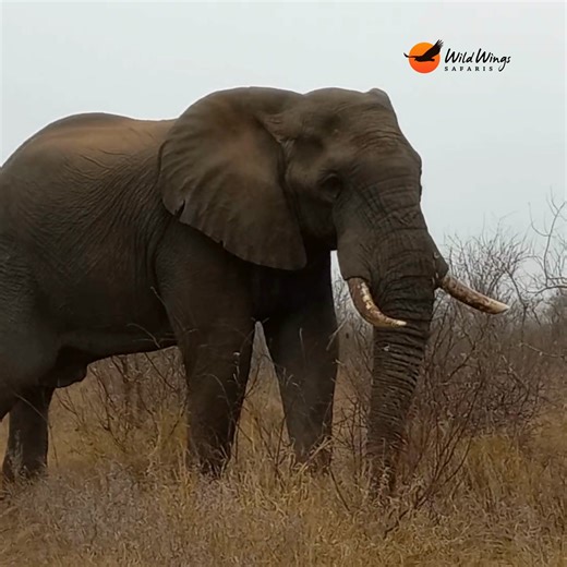 Watch this clever elephant put its tusks to work! 🐘 People often ask why elephants aren't de-tusked like rhinos are dehorned to protect them from poaching. The reason? A rhino's horn can grow back — it's made of keratin, like our fingernails — but an elephant's tusks are actually teeth. They're made of dentine and grow continuously throughout the elephant's life, used for feeding, digging, lifting, and even defending. In this clip, you can see just how versatile those tusks really are! 📹 Simon