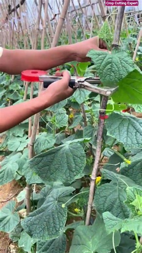 🌳🎗️ Manual Tree Grafting Loop: Professional Stem Binding & Splice Tape Technique