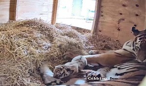 Amur tiger cubs: Two rare tigers born at Knowsley Safari for first time in nearly 30 years - 'We're over the moon!'