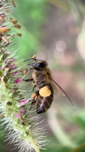 How Honeybees Collect Pollen