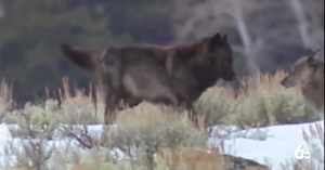 Idaho wolf control board will have $1 million to kill wolves