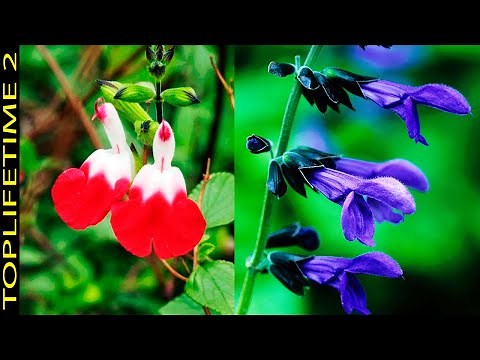 5 Tipos de Salvias Muy Hermosas y Sus Cuidados