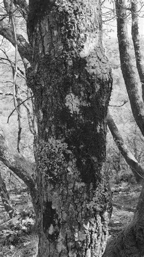 silent spectrum 27 (Bridford Wood)
