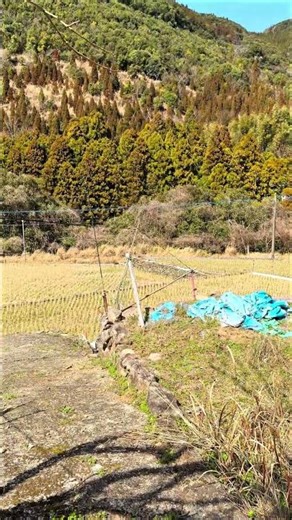 Rice terraces bathed in the spring sunshine: Modern Japan's mountain village: Nukudani, Minamata