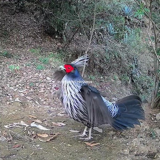 Beautiful Kalij Display #himalayanwildlife